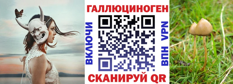 Галлюциногенные грибы прущие грибы  Кущёвская 
